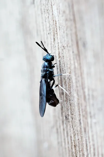 Black Soldier Fly